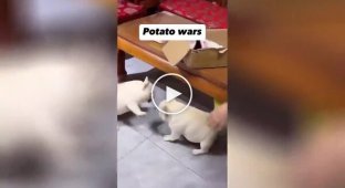 A funny fight between two dogs