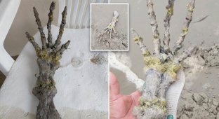 A couple found the hand of an "alien" on a Brazilian beach (7 photos + 1 video)