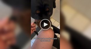 A Rottweiler staged a "tug of war"