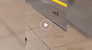 Крысы подрались из-за еды в лондонском метро