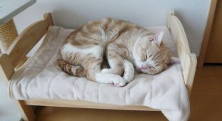 Кровати для кукол превращают в кровати для котов (15 фото)