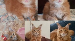 Як швидко діти ростуть: котовласники показали, як їхні маленькі кошенята виросли у дорослих котяр (18 фото)