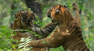 Тигры сразились в жестокой битве перед группой туристов (5 фото + 1 видео)