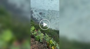На Балі зняли мавпу з айфоном