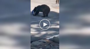 A bear stole a refrigerator from workers