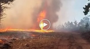 Огненный торнадо во время лесного пожара