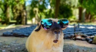 15 positive photos with guinea pigs (15 photos)