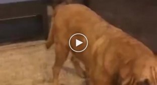 Leave me alone!: the prankster dog got his friend