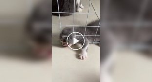 The kitten who loves to dramatize