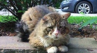 A girl found an exhausted stray cat (12 photos)