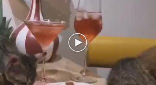 У грустного кота Степана появилась подружка