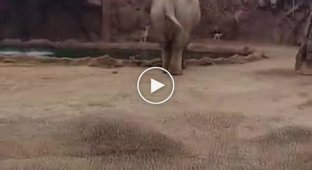Слониха помогла спасти тонущую антилопу