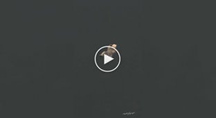 Bear rests on Friday