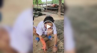 How oysters are grown on cement disks