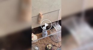 Побег хомяка из вольера