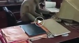 In India, a monkey entered the office to do some work.