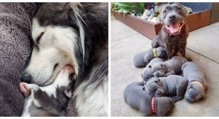 Our mother: proud dogs showing off their offspring (13 photos)