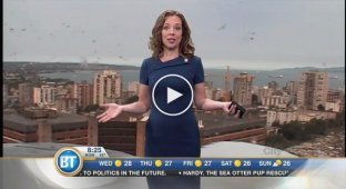 В Канаде чайка прервала прогноз погоды