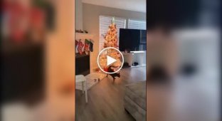 елочный хаос: скоро во многих домах с котами