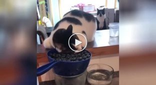 Cat shows unexpected love for berries