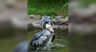 Китоглавы не сразу осваивают искусство балансирования на одной ноге