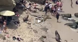 В Сан-Диего морские львы устали от людей и выгнали их с пляжа. Никто не пострадал
