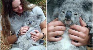 Какая милота: реакция коалы на массаж (8 фото + 2 видео)
