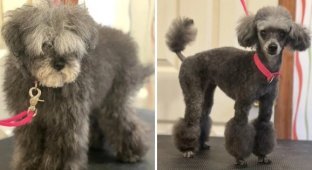 Funny and fashionable "haircuts" of dogs after going to the groomer (16 photos)