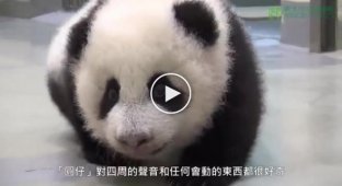 Baby panda escaped from bed