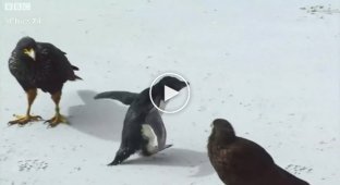 На помощь маленькому пингвину приходят храбрые утки