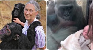 История мальчика, рождённого от шимпанзе (3 фото)
