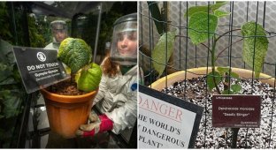 Житель Великобритании решил вырастить самое опасное в мире растение у себя дома, но власти с ним не согласились (4 фото)