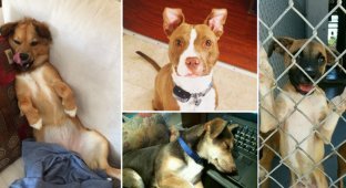 42 счастливых пса, которые обрели новый дом в этом году (43 фото)