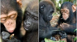 Сиротки гориллы и шимпанзе подружились в заповеднике (12 фото)