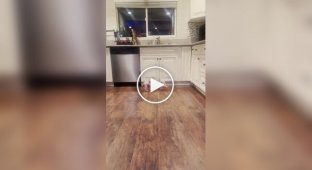 Сфинксы играют на кухне