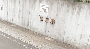 Любопытные собаки (3 фото)