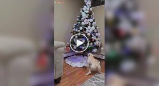 Собаки против новогодних елок