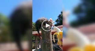 Жінка знайшла підхід до лякливого опосуму