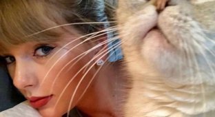 Мяу-мяу! Кошка Тейлор Свифт имеет состояние в 97 миллионов долларов (4 фото)