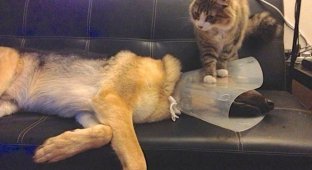 15 dogs and cats that hazing each other