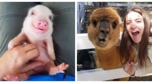 17 funny animals that need so little to be happy (21 photos)
