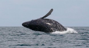 Игры китов (8 фото)