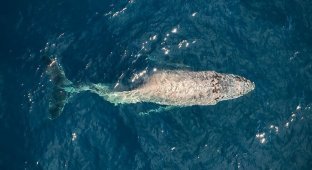 Вблизи Мексики засняли кита со сломанным позвоночником (3 фото)