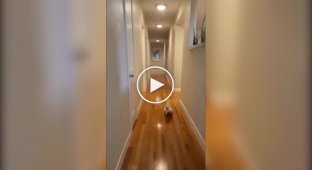 Пернатый любитель ночных вечеринок