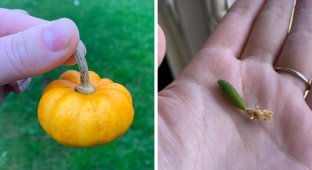 30 unfortunate gardeners who were waiting for a rich harvest of disappointment (31 photos)