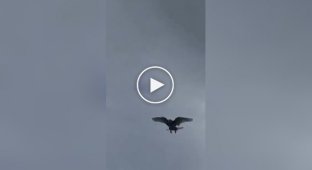 A spectacular trick from a pigeon