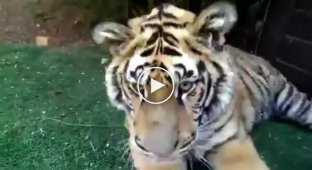 Как удалить молочный зуб у тигра