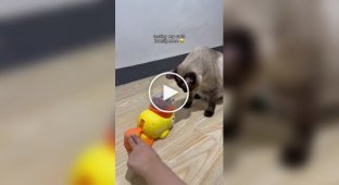 Проверка интеллекта кошки