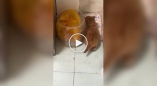 A Common Activity for Red Cats