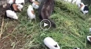 The cat and her family of guinea pigs